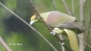 Whistling Green Pigeon Treron formosae [upl. by Salamanca]