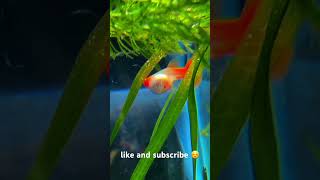 albino koi guppy giving birth guppy aquariumfish nature fish [upl. by Fionnula]