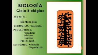 PARASITOLOGÍA  TENIOSIS Y CISTICERCOSIS [upl. by Ert]