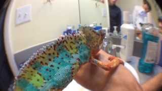 Panther Chameleon Changing Colors Quickly [upl. by Htims]