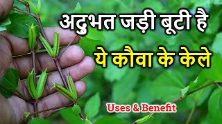 कौआ के केले  बहुत काम की जड़ी बूटी है II उखाड़कर नहीं फेंके। Corchorus Aestuans Benefits amp uses [upl. by Elfie]