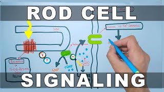 Rod Cell Signaling [upl. by Karel827]