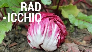 What is Radicchio amp Its Health Benefits [upl. by Teodoor687]