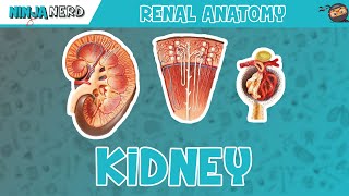 Renal  Kidney Anatomy Model [upl. by Kalindi]