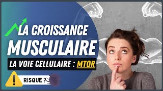 Croissance musculaire et synthèse des protéines  Tout savoir sur la voie mTOR [upl. by Jo-Ann]