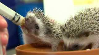 Cutest Baby Hedgehogs Ever  Cincinnati Zoo [upl. by Leoline]