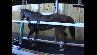 Tom Ivers Equine Sports Medicine Interval Training  Treadmill Interval Workout [upl. by Himelman]