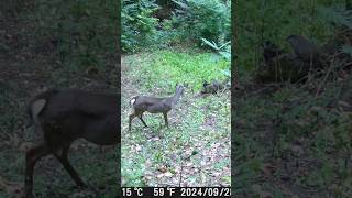 Doe Vs Woodchuck Round 2 hunting subscribe shorts deer nature [upl. by Marget]