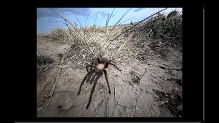 Love is in the air as tarantula mating gets underway in Colorado [upl. by Reena]