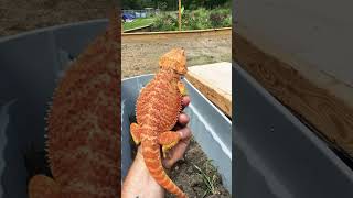 Red bearded dragon tortugaranch reptiles beardeddragon reddragon agamid [upl. by Eniamor863]