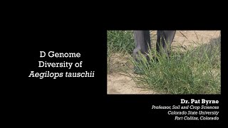 D Genome Diversity of Aegilops tauschii [upl. by Jowett964]