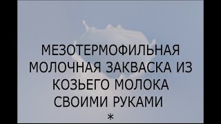 МЕЗОТЕРМОФИЛЬНАЯ МОЛОЧНАЯ ЗАКВАСКА ИЗ КОЗЬЕГО МОЛОКА СВОИМИ РУКАМИ [upl. by Anaerb]