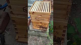 Adding Another Deep Box To My Beehive [upl. by Lyell]