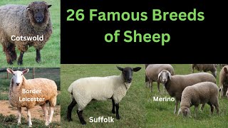 26 Famous Breeds of Sheep  Sheep With High Wool and Meat Yield [upl. by Lammaj197]