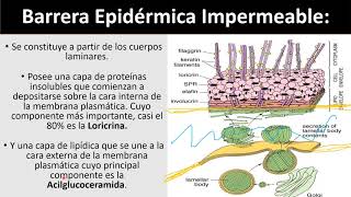 Cuerpos Laminares [upl. by Tracy]