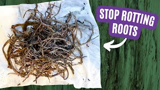 The Ultimate Guide to Conquering Root Rot [upl. by Clie179]