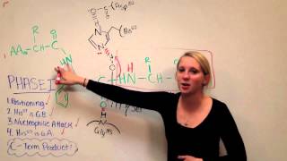 Chymotrypsin Mechanism [upl. by Gemperle]