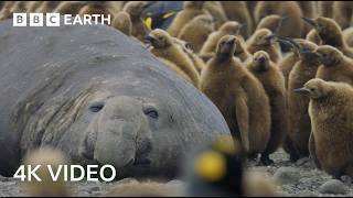 Incredible 4K Nature Scenes Narrated By David Attenborough  BBC Earth [upl. by Aliak]