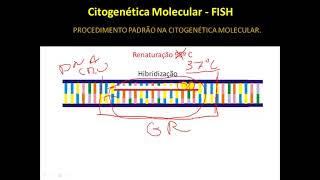 Caracterização Citogenética Molecular [upl. by Clayborn]