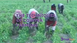 Amazing Agriculture The Techniques of Cowpea Farming [upl. by Harwilll867]