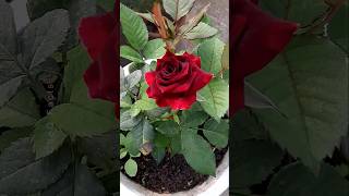 How to Grow Roses Plant at Home 🌹 💐 Propagation of Roses plants shorts flowers [upl. by Ettenoj997]