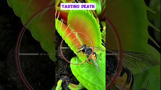 Yellowbanded Grass Skimmer tasting death venus flytrap EyeNaruralist9 [upl. by Haral]