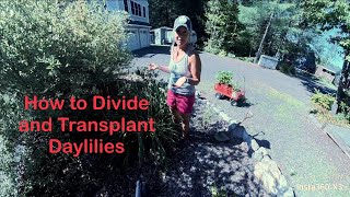 How to Divide and Transplant Daylilies [upl. by Olegnaleahcim]