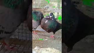 goodqualitygaditano pouter pigeon pigeon in khandwa pigeon from [upl. by Russia]