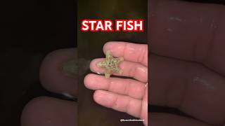 Star Fish  Explore  BycatchAndAdventures starfish marinewildlife beach [upl. by Weathers744]