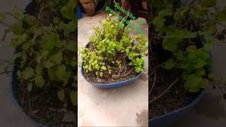 Tips and Tricks for 💯Growing 😊Mint  How to Grow and Harvest Mint shortsgardening mint [upl. by Ramedlav698]