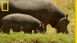 Le bébé hippopotame peut se nourrir grâce aux excréments de sa mère [upl. by Leksehc]