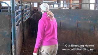 Keeping Tub Door Open in Our Working Facilities Cattle Handling amp Stockmanship [upl. by Nnaegroeg]