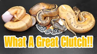 Small But Mighty Ball Python Clutch [upl. by Hannasus]