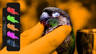 Green Cheek Conure Pocket Snuggle Puppy [upl. by Acirrej]