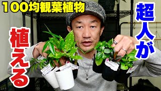 １００均ダイソー観葉植物はこう植えるとよく育つ 【園芸超人カーメン君】超人的植え方 [upl. by Ynalem]