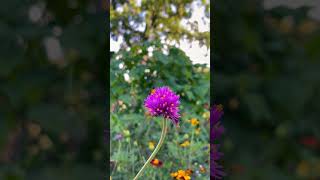 Gomphrena globosa commonly known as globe amaranth amaranth flowers flower flowergarden [upl. by Ramoh]