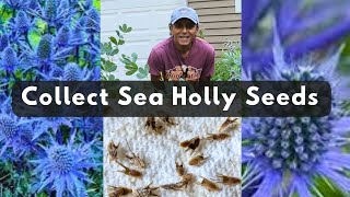 How To Collect Sea Holly Seeds  Save Harvest Eryngium Seeds [upl. by Severson913]