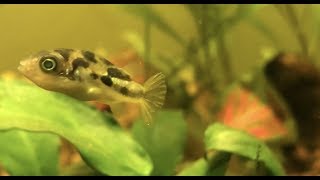 Dwarf Puffers Added to Low Maintenance Shrimp Tank [upl. by Peace]