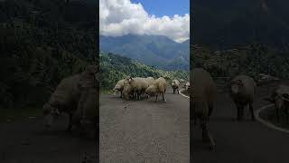 Herd of ship near cricket ground  Kareri village  HP [upl. by Rao]