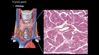 Thyroid and Parathyroid Glands [upl. by Meensat433]