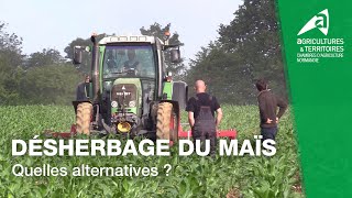 Désherbage du maïs  Les méthodes alternatives [upl. by Jenine221]