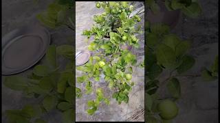 Itne chhote podhe me itne sare nibuharvestinglemonvegetablesorganicgardeninggardenytshorts [upl. by Ittap]