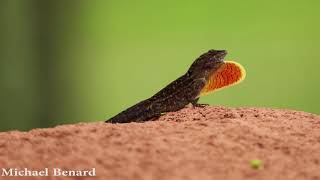 Brown Anole Lizard flashing its dewlap [upl. by Eniarral]