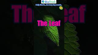 The Leaf  Morphology of Flowering Plants  Class11 Biology  NCERT neet biology [upl. by Viviene27]