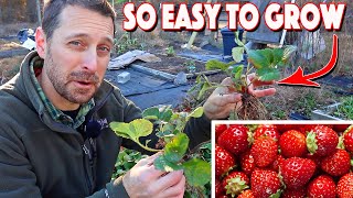 Growing Strawberries At Home Is Easy Complete Growing Guide [upl. by Damarra]