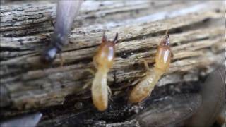 Aphaenogaster senilis contre termites [upl. by Anauqes]