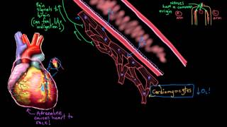 Khan Academy  Pathophysiology of Acute Myocardial Infarction Heart Attack [upl. by Waylen862]