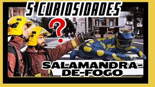 Vem Conferir 5 Curiosidades Fascinantes sobre as SalamandrasdeFogo [upl. by Eemiaj338]