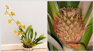 Garden Update Jan 24  more orchid flowers and pineapple flowering [upl. by Lucia548]