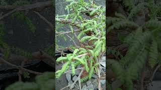 Hello everyone that is frankincense treeboswellia neglectagardening caudexnatureplantsbonsai [upl. by Shah]